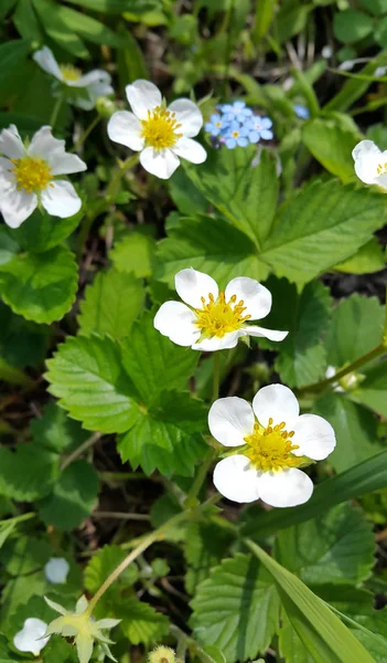 Flowers and leaves of strawberry — Stock Photo, Image