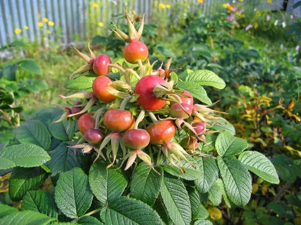 Köpek rose meyve (Rosa canina) — Stok fotoğraf