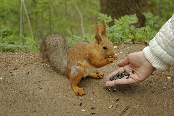 Weibliche Hand mit Sonnenblumenkernen füttert ein Eichhörnchen — Stockfoto
