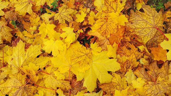 Bright yellow autumn background from fallen leaves — Stock Photo, Image