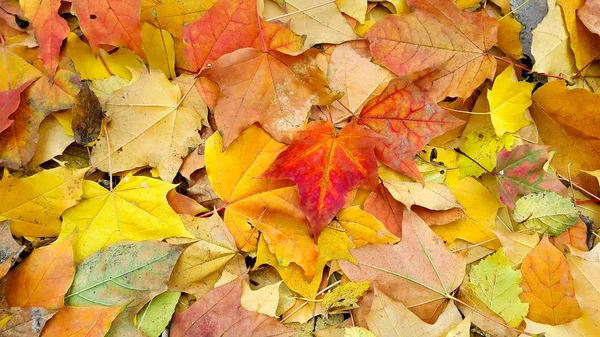 Luminoso sfondo autunno da foglie cadute — Foto Stock