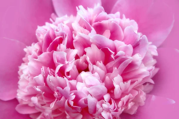 Natural background with pink peony flower c — Stock Photo, Image