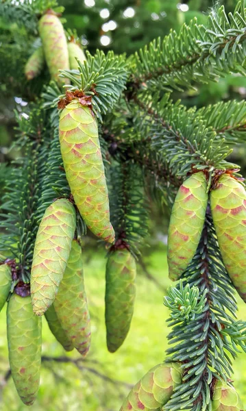 Ramo de árvore conífera com cones verdes jovens — Fotografia de Stock