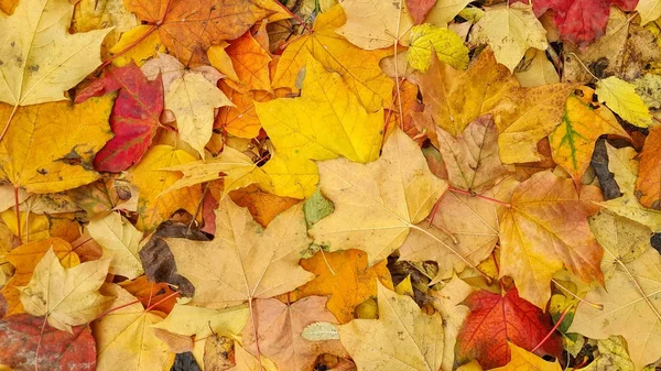 Heldere kleurrijke herfst achtergrond van gevallen bladeren — Stockfoto