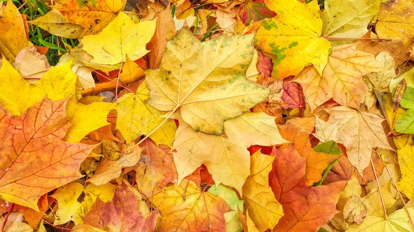 Bright autumn background from fallen leaves of maple — Stock Photo, Image