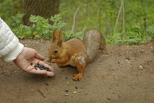 Main féminine avec des graines nourrissant un écureuil — Photo