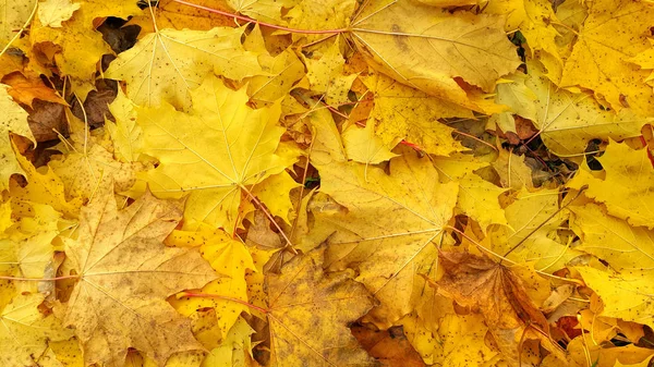 Akça ağaç düşen sarı yapraklar sonbaharda arka plan — Stok fotoğraf