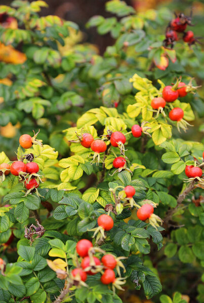 Branches with dog-rose berries in autumn