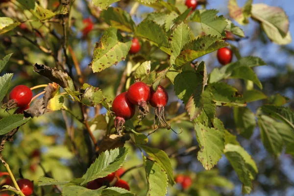 Ramas con bayas de rosa de perro en otoño — Foto de Stock