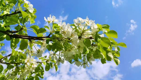 Hermosa rama de un árbol frutal de primavera con hermoso flo blanco —  Fotos de Stock