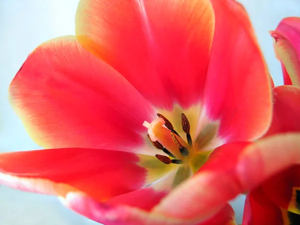 Hermosa flor de tulipán — Foto de Stock