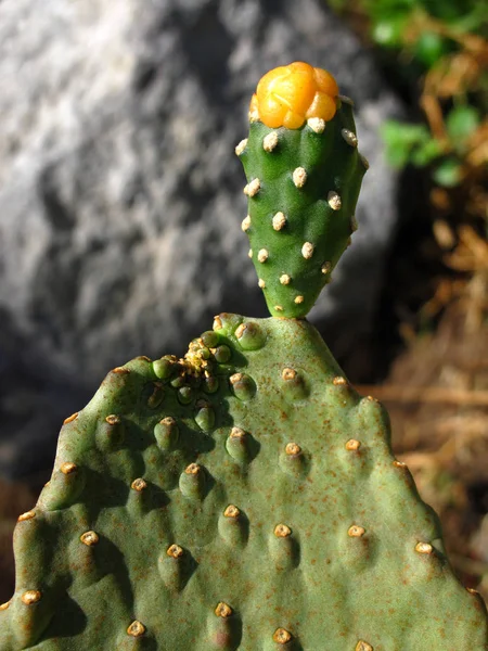 Primer plano del cactus verde grande —  Fotos de Stock
