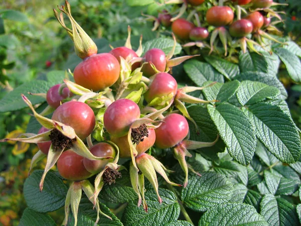 Bagas de rosas. Cão rosa frutas (Rosa canina). Naves-rosa selvagens . — Fotografia de Stock