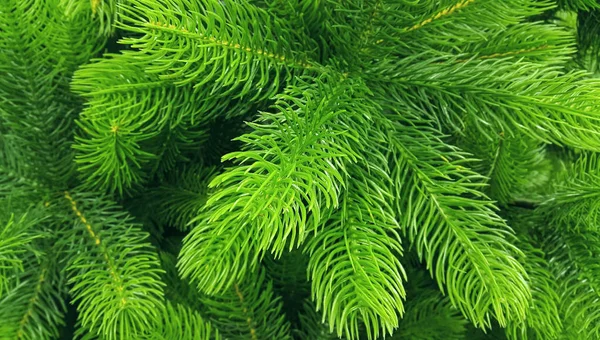 Las ramas brillantes verdes de un árbol de Navidad artificial —  Fotos de Stock