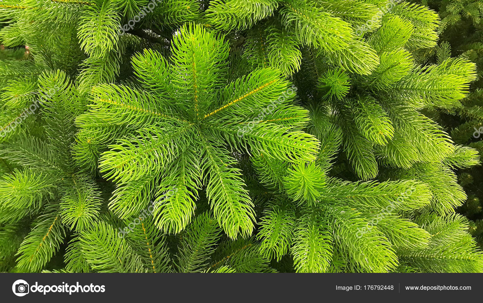 Bright Green Branches Of An Artificial Christmas Tree Stock Photo Bright Green Branches Of An Artificial Christmas Tree Stock Photo