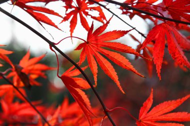 Parlak kırmızı Japon akçaağaç veya Acer palmatum bırakır 