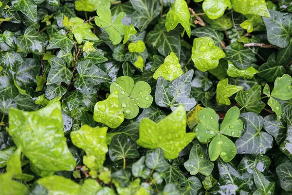 Natte planten met water drops natuurlijke helder groene achtergrond — Stockfoto