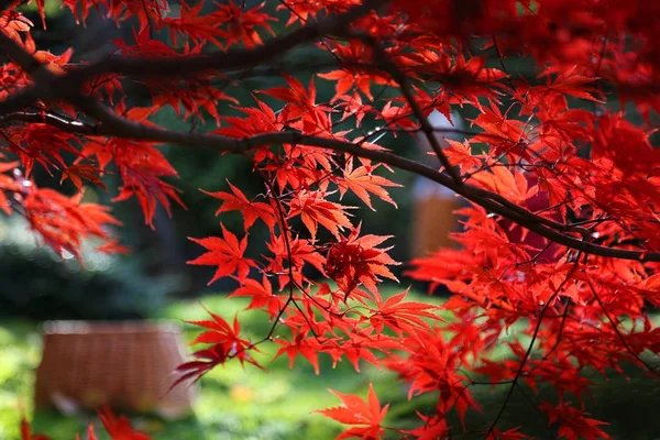 Bright red branches of Japanese maple or Acer palmatum Stock Image