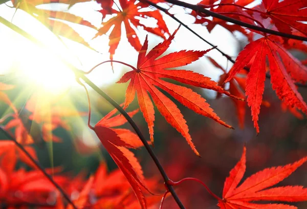 Leuchtend rote japanische Ahorn- oder Acer-Palmatum-Blätter und Sonnenlicht — Stockfoto