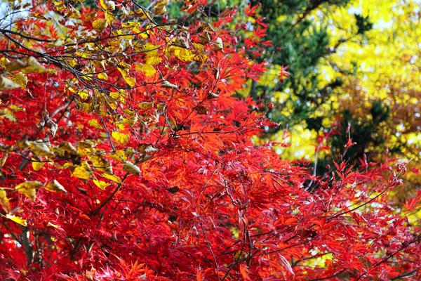 秋の庭のもみじやエイサー イロハモミジの枝 — ストック写真