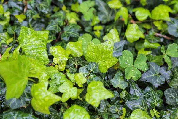 Gros plan des plantes humides avec des gouttes d'eau, fond vert clair naturel — Photo