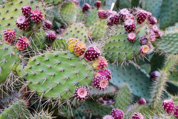 Cactus de pera espinosa con frutas —  Fotos de Stock