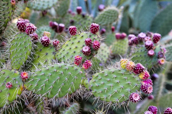 Cactus de pera espinosa con fruta —  Fotos de Stock