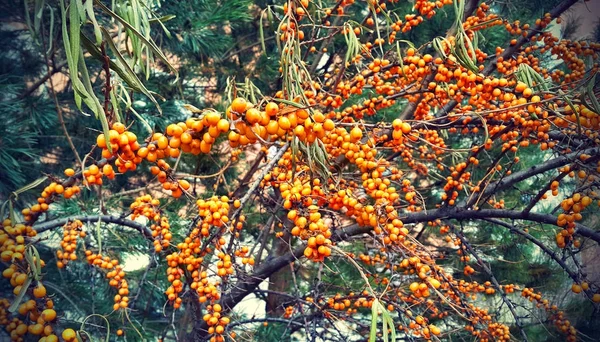 Branch of ripe bright autumn sea buckthorn berries — Stock Photo, Image