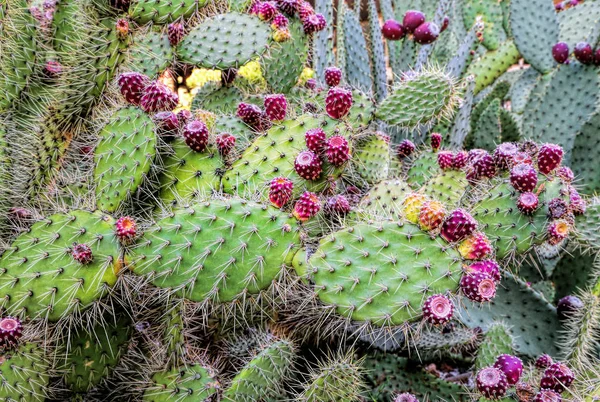 Cactus de pera espinosa con frutas —  Fotos de Stock