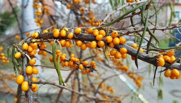 Rama de bayas de espino cerval de mar de otoño brillantes maduras — Foto de Stock