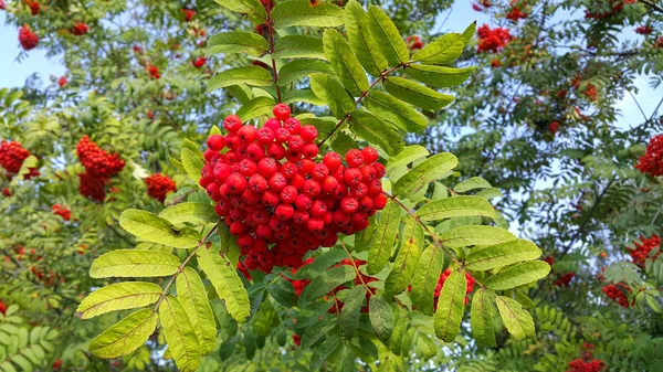 Takken van mountain ash met heldere rode bessen — Stockfoto