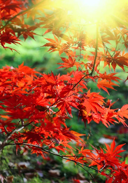 Bright red branches of Japanese maple or Acer palmatum and sunli — Stock Photo, Image