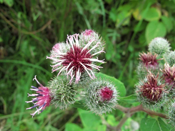 Fiori rosa di bardana, agrimonia in estate — Foto Stock