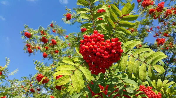 Branches of mountain ash or rowan with bright red berries — Stock Photo, Image