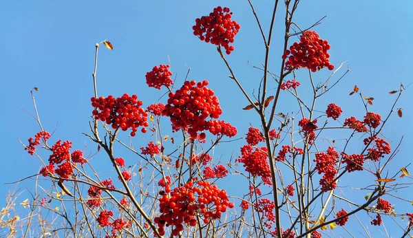 Ветви осенней рябины с ярко-красными ягодами — стоковое фото