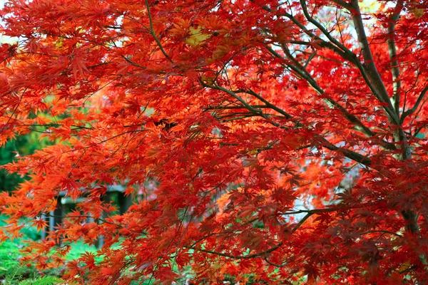 Φωτεινό κόκκινο υποκαταστήματα ιαπωνικός σφένδαμνος ή Acer palmatum σε ΑΕ — Φωτογραφία Αρχείου