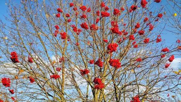 Branches de frêne de montagne d'automne avec des baies rouge vif — Photo