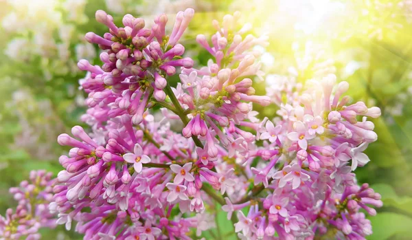 Ramo florescente bonito de lilás com luz solar — Fotografia de Stock
