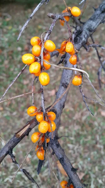 Dry autumn branch with bright berries of sea buckthorn — Stock Photo, Image