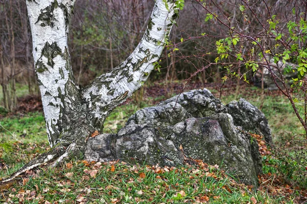 Багажник березы на скале в осеннем парке — стоковое фото