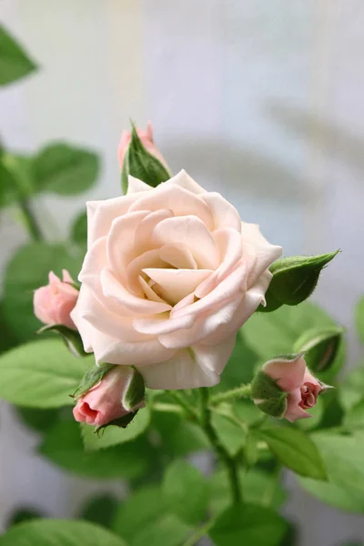 美しいピンクのバラの枝 — ストック写真