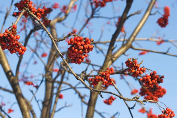 Ветви рябины (рябины) с ярко-красными ягодами — стоковое фото