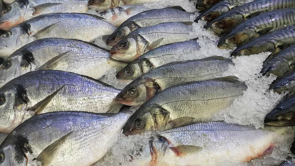 Fresh cooled fish on ice for sale in market — Stock Photo, Image