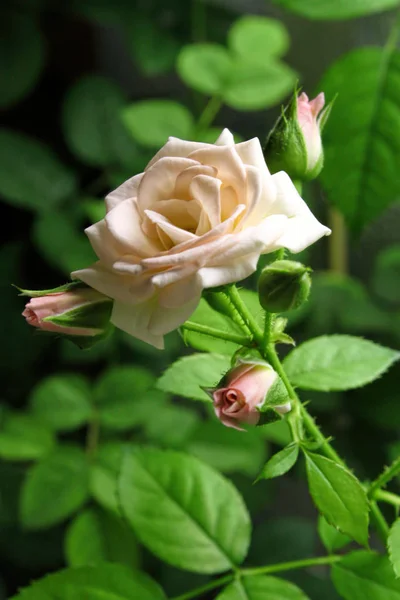 Gren med vackra rosa ros — Stockfoto