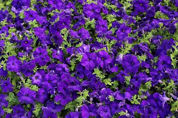 Flowers of bright petunia — Stock Photo, Image