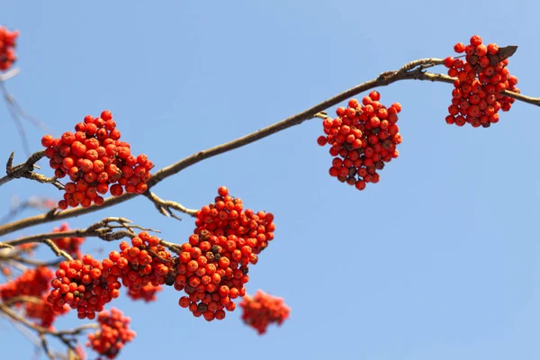 Takken van mountain ash (rowan) met heldere rode bessen — Stockfoto