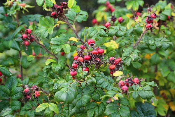 Dog-rose berries in autumn