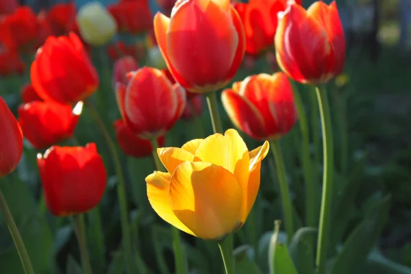 Belles tulipes rouge vif et jaune — Photo