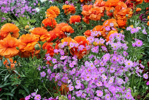 Blomsterrabatt med ljusa färg blommor — Stockfoto