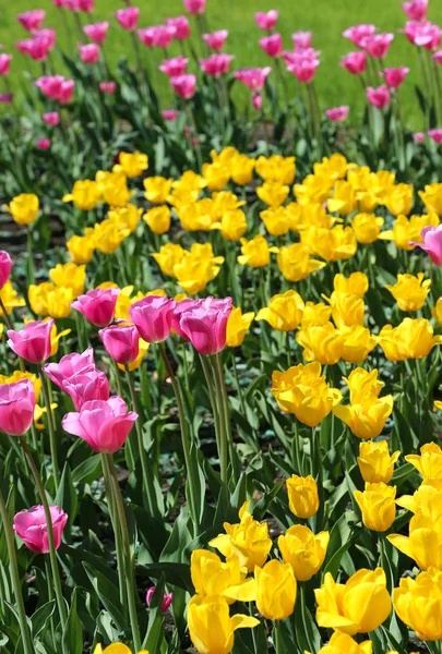 Bonitas tulipas coloridas brilhantes — Fotografia de Stock